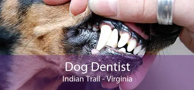 Dog Dentist Indian Trail - Virginia