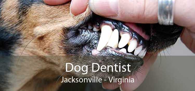 Dog Dentist Jacksonville - Virginia
