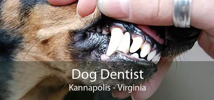 Dog Dentist Kannapolis - Virginia