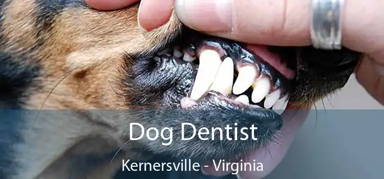 Dog Dentist Kernersville - Virginia