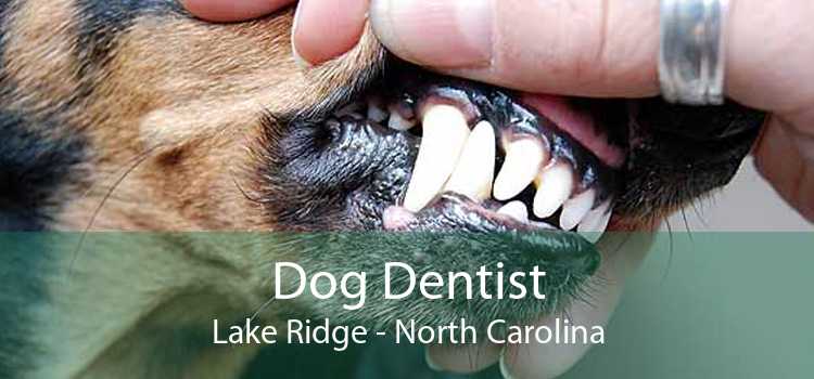 Dog Dentist Lake Ridge - North Carolina