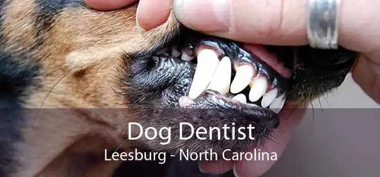 Dog Dentist Leesburg - North Carolina