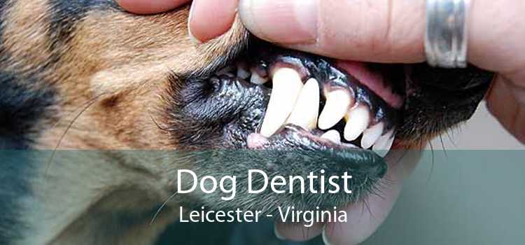 Dog Dentist Leicester - Virginia