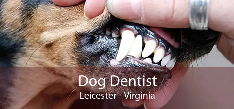 Dog Dentist Leicester - Virginia