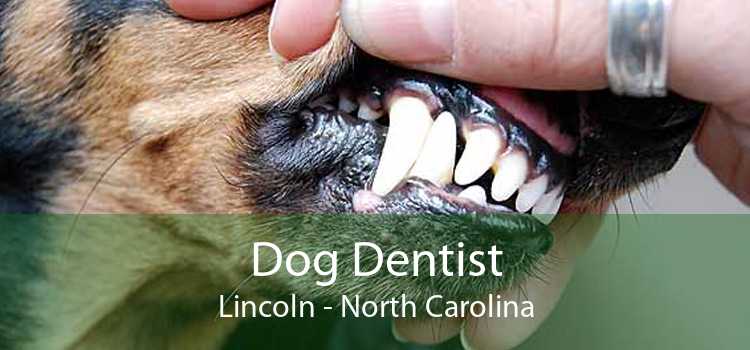 Dog Dentist Lincoln - North Carolina