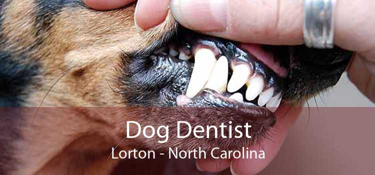 Dog Dentist Lorton - North Carolina