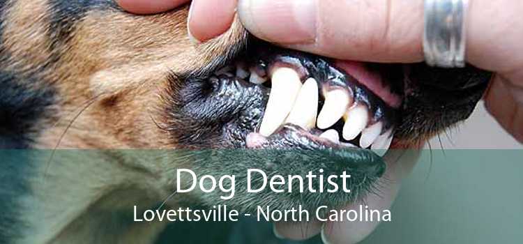 Dog Dentist Lovettsville - North Carolina