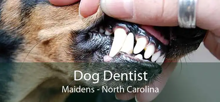 Dog Dentist Maidens - North Carolina