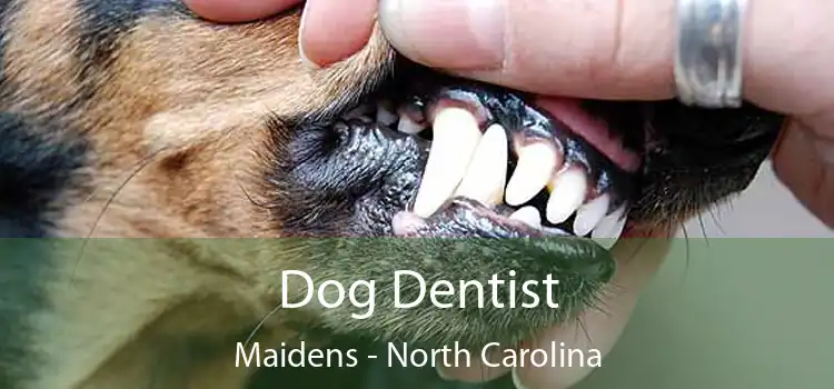 Dog Dentist Maidens - North Carolina