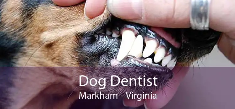 Dog Dentist Markham - Virginia