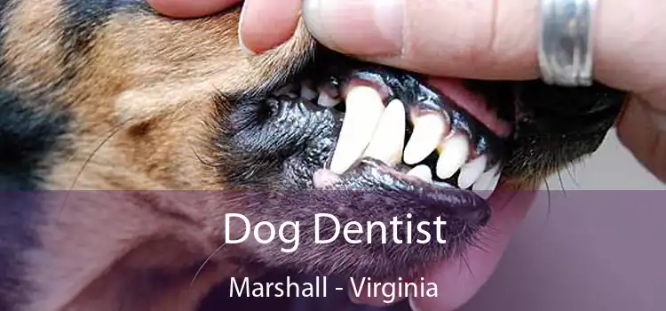 Dog Dentist Marshall - Virginia