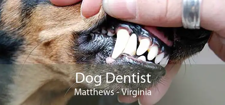 Dog Dentist Matthews - Virginia