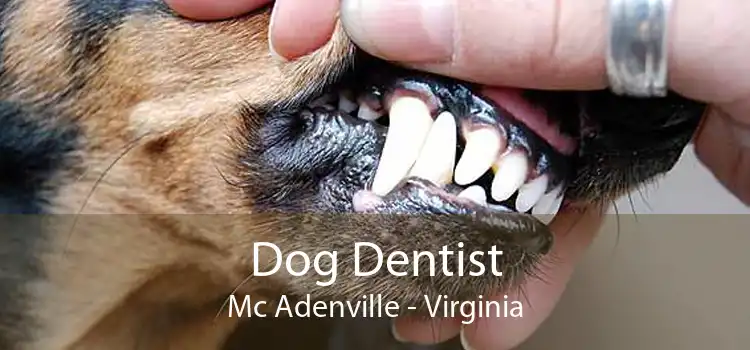 Dog Dentist Mc Adenville - Virginia