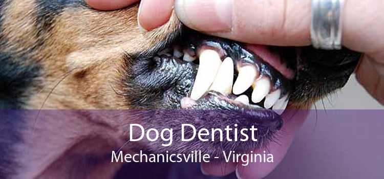 Dog Dentist Mechanicsville - Virginia