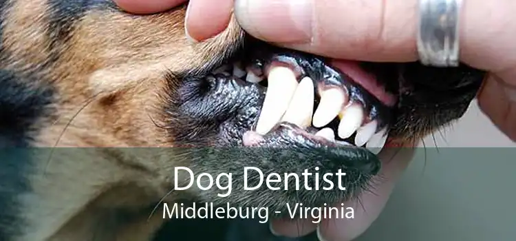 Dog Dentist Middleburg - Virginia