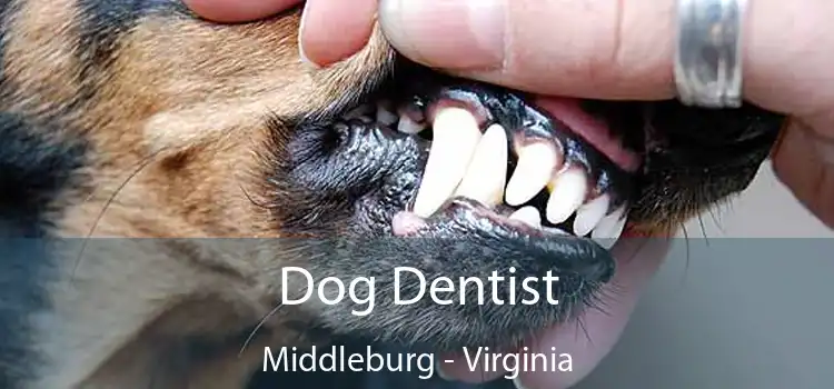 Dog Dentist Middleburg - Virginia