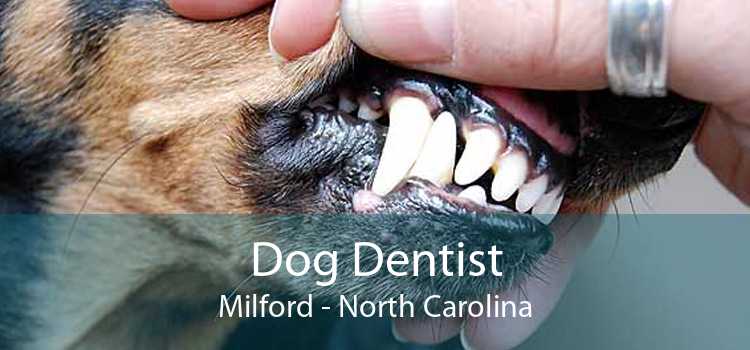 Dog Dentist Milford - North Carolina