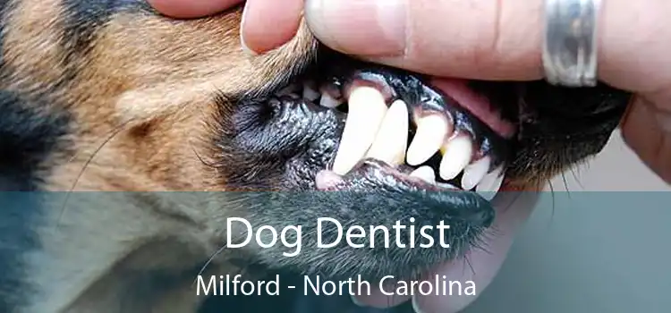 Dog Dentist Milford - North Carolina