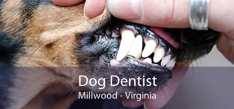 Dog Dentist Millwood - Virginia