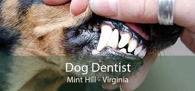 Dog Dentist Mint Hill - Virginia