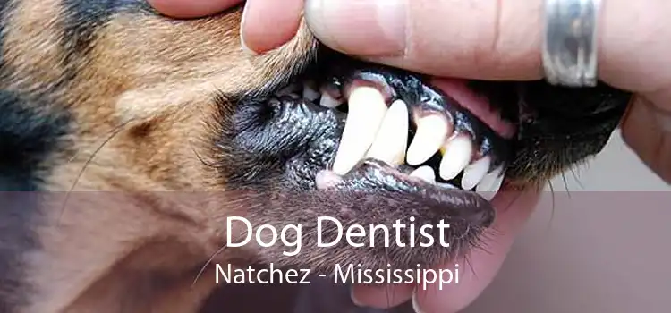 Dog Dentist Natchez - Mississippi