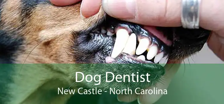 Dog Dentist New Castle - North Carolina