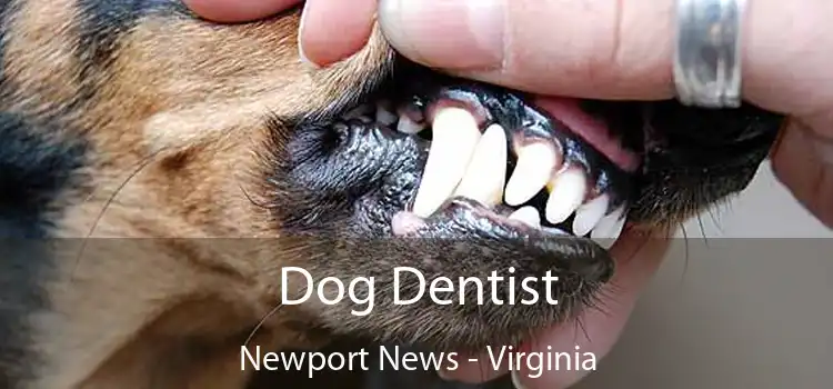 Dog Dentist Newport News - Virginia