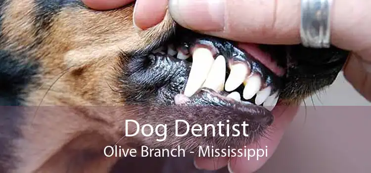 Dog Dentist Olive Branch - Mississippi