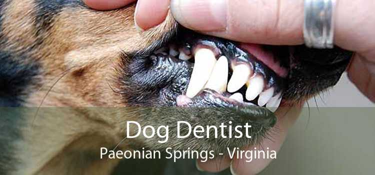 Dog Dentist Paeonian Springs - Virginia