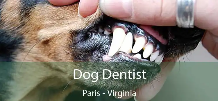 Dog Dentist Paris - Virginia