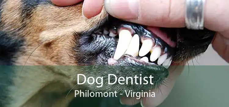 Dog Dentist Philomont - Virginia