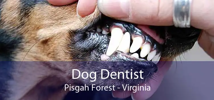 Dog Dentist Pisgah Forest - Virginia