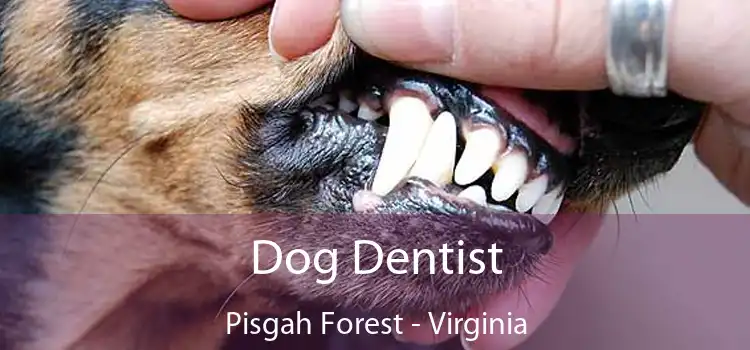 Dog Dentist Pisgah Forest - Virginia