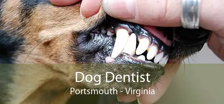 Dog Dentist Portsmouth - Virginia