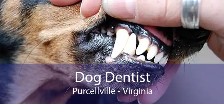 Dog Dentist Purcellville - Virginia