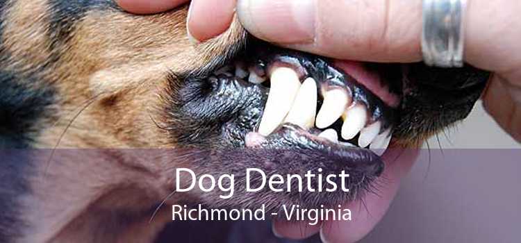 Dog Dentist Richmond - Virginia