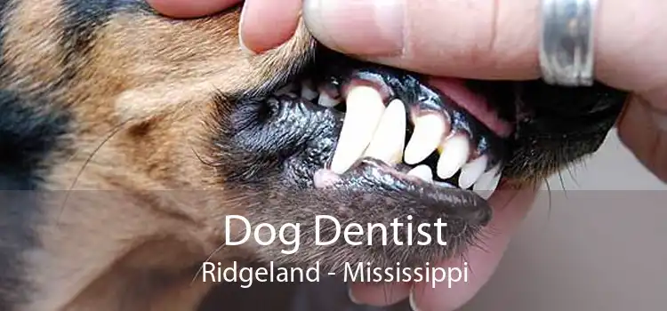 Dog Dentist Ridgeland - Mississippi