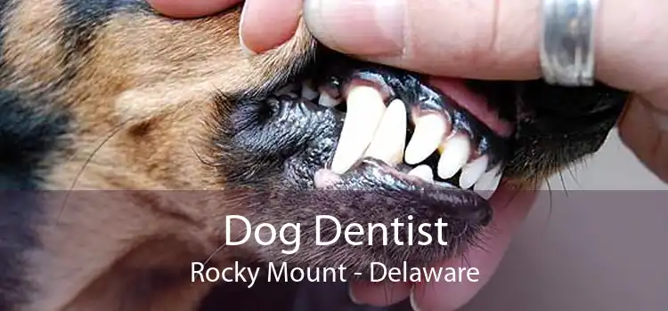 Dog Dentist Rocky Mount - Delaware