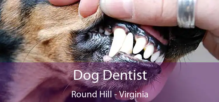 Dog Dentist Round Hill - Virginia