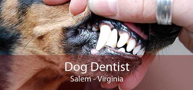 Dog Dentist Salem - Virginia
