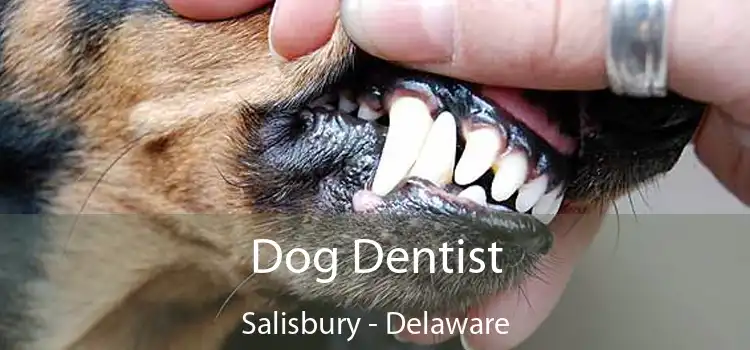 Dog Dentist Salisbury - Delaware