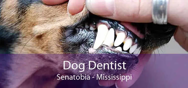 Dog Dentist Senatobia - Mississippi
