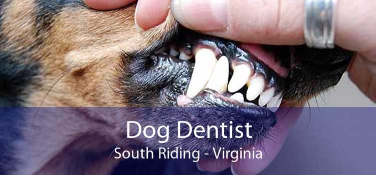 Dog Dentist South Riding - Virginia