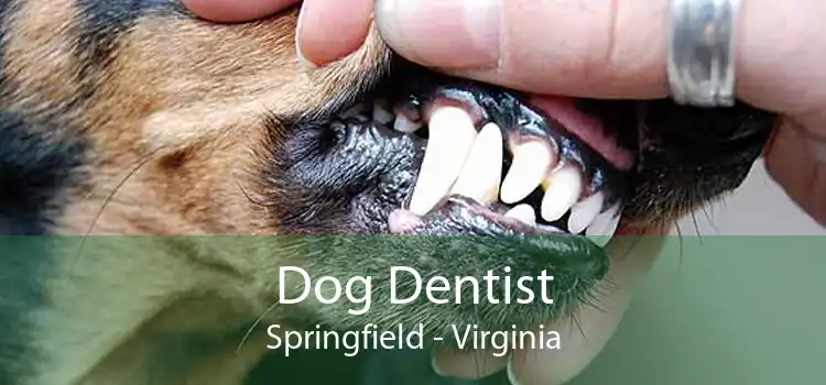 Dog Dentist Springfield - Virginia