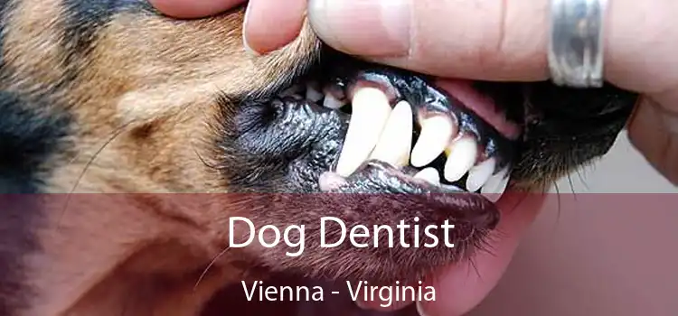 Dog Dentist Vienna - Virginia