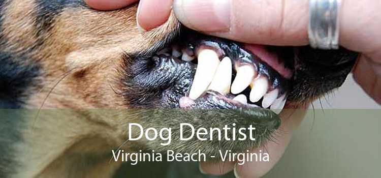 Dog Dentist Virginia Beach - Virginia