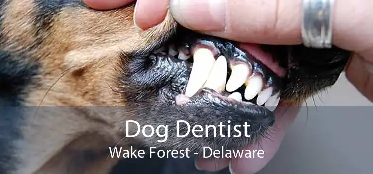 Dog Dentist Wake Forest - Delaware