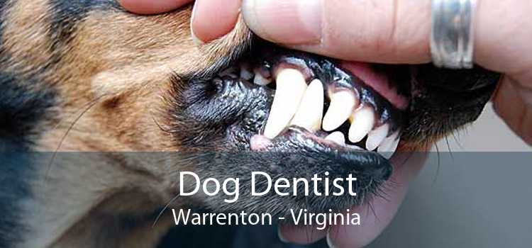 Dog Dentist Warrenton - Virginia