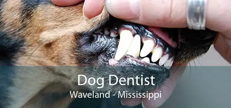 Dog Dentist Waveland - Mississippi