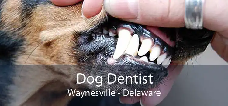 Dog Dentist Waynesville - Delaware